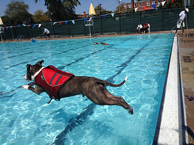 Dive in to the fun at Big Dog Day Swim!