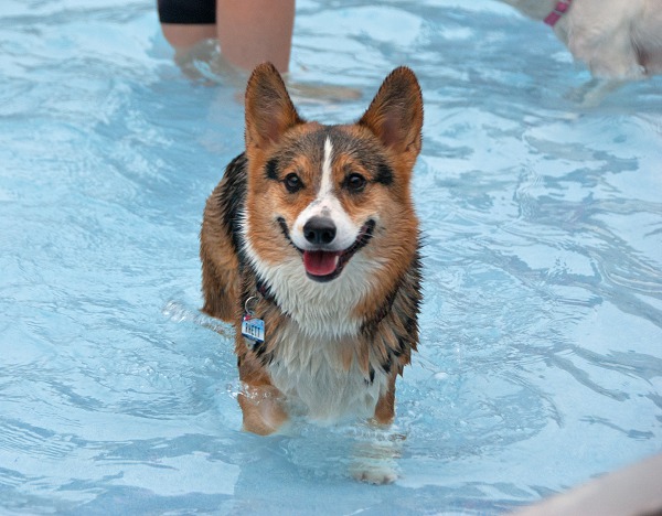 Dog Day Swim