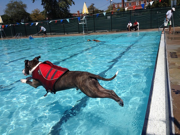 Big Dog Day Swim