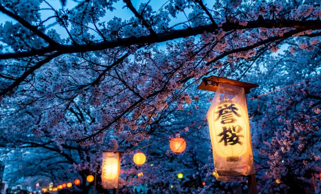 Cherry blossoms and lanterns in Kawagoe, Japan.