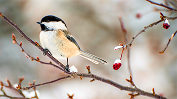 First Friday Bird Count