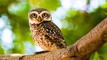 First Friday Bird Count